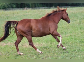 Caballo cuarto de milla, Yegua, 13 años, 145 cm, Alazán