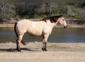 Caballo cuarto de milla, Yegua, 13 años, 147 cm, Buckskin/Bayo