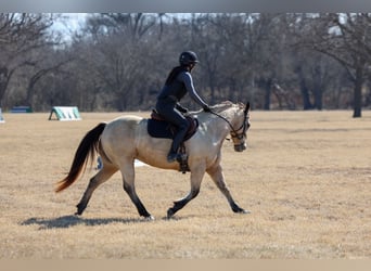 Caballo cuarto de milla, Yegua, 13 años, 147 cm, Buckskin/Bayo