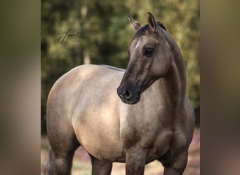 Caballo cuarto de milla, Yegua, 13 años, 147 cm, Palomino
