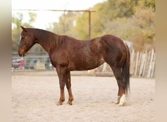 Caballo cuarto de milla, Yegua, 13 años, 147 cm, Ruano alazán