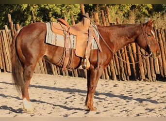 Caballo cuarto de milla, Yegua, 13 años, 147 cm, Ruano alazán