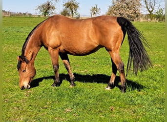 Caballo cuarto de milla, Yegua, 13 años, 148 cm, Castaño