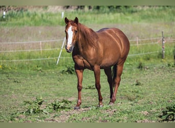 Caballo cuarto de milla, Yegua, 13 años, 150 cm, Alazán