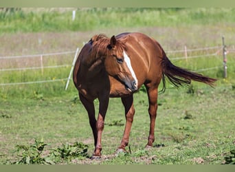 Caballo cuarto de milla, Yegua, 13 años, 150 cm, Alazán