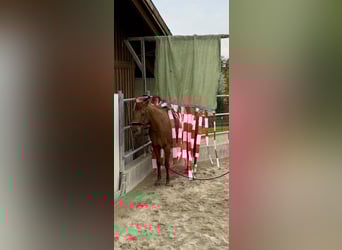 Caballo cuarto de milla, Yegua, 13 años, 150 cm, Alazán