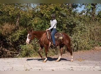 Caballo cuarto de milla, Yegua, 13 años, 150 cm, Alazán rojizo