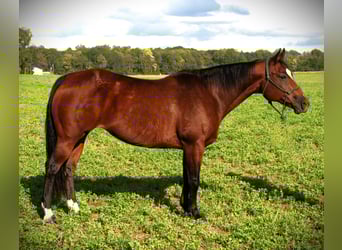 Caballo cuarto de milla, Yegua, 13 años, 150 cm, Castaño rojizo