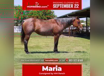 Caballo cuarto de milla, Yegua, 13 años, 150 cm, Castaño-ruano