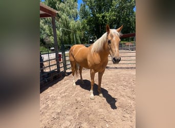 Caballo cuarto de milla, Yegua, 13 años, 150 cm, Palomino