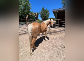 Caballo cuarto de milla, Yegua, 13 años, 150 cm, Palomino