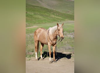 Caballo cuarto de milla, Yegua, 13 años, 150 cm, Palomino