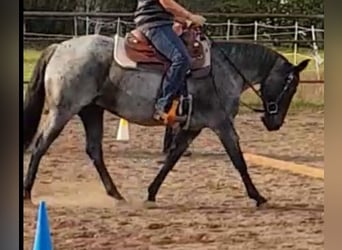 Caballo cuarto de milla, Yegua, 13 años, 150 cm, Ruano azulado