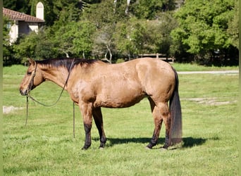 Caballo cuarto de milla, Yegua, 13 años, 152 cm, Bayo