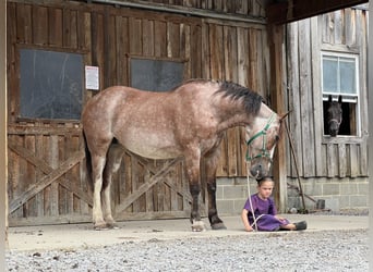 Caballo cuarto de milla Mestizo, Yegua, 13 años, 152 cm, Ruano alazán