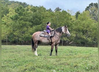 Caballo cuarto de milla Mestizo, Yegua, 13 años, 152 cm, Ruano alazán