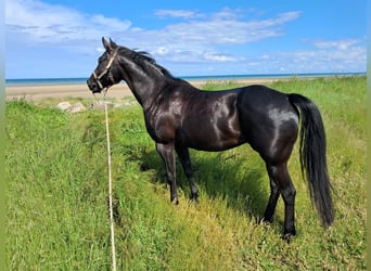 Caballo cuarto de milla, Yegua, 13 años, 153 cm, Negro