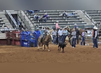 Caballo cuarto de milla Mestizo, Yegua, 13 años, Alazán rojizo