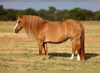 Caballo cuarto de milla Mestizo, Yegua, 13 años, Alazán rojizo