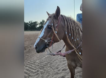 Caballo cuarto de milla Mestizo, Yegua, 13 años, Alazán rojizo
