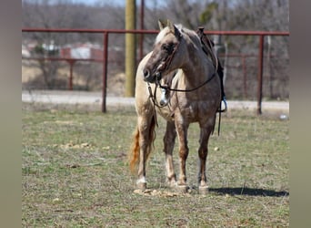 Caballo cuarto de milla, Yegua, 14 años, 122 cm, Castaño