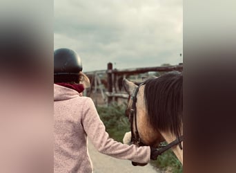 Caballo cuarto de milla Mestizo, Yegua, 14 años, 135 cm, Bayo