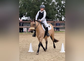 Caballo cuarto de milla Mestizo, Yegua, 14 años, 135 cm, Bayo