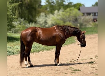 Caballo cuarto de milla, Yegua, 14 años, 145 cm, Alazán rojizo