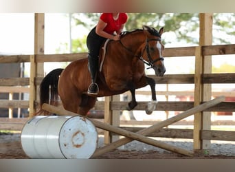 Caballo cuarto de milla, Yegua, 14 años, 147 cm, Buckskin/Bayo