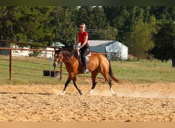 Caballo cuarto de milla, Yegua, 14 años, 147 cm, Buckskin/Bayo
