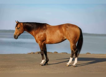 Caballo cuarto de milla, Yegua, 14 años, 147 cm, Buckskin/Bayo