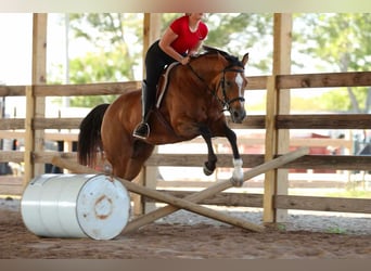 Caballo cuarto de milla, Yegua, 14 años, 147 cm, Buckskin/Bayo