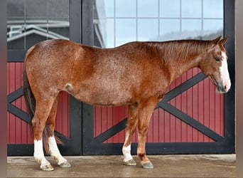 Caballo cuarto de milla, Yegua, 14 años, 147 cm, Ruano alazán