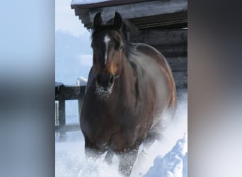 Caballo cuarto de milla, Yegua, 14 años, 149 cm, Castaño oscuro