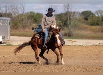 Caballo cuarto de milla, Yegua, 14 años, 150 cm, Alazán rojizo