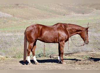 Caballo cuarto de milla, Yegua, 14 años, 150 cm, Alazán-tostado