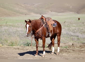 Caballo cuarto de milla, Yegua, 14 años, 150 cm, Alazán-tostado