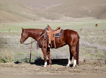 Caballo cuarto de milla, Yegua, 14 años, 150 cm, Alazán-tostado