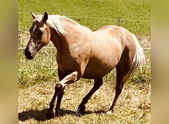 Caballo cuarto de milla, Yegua, 14 años, 150 cm, Palomino