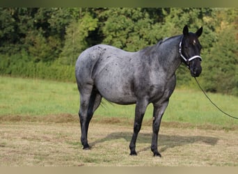 Caballo cuarto de milla, Yegua, 14 años, 150 cm, Ruano azulado