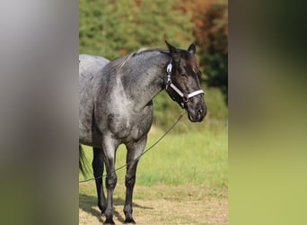 Caballo cuarto de milla, Yegua, 14 años, 150 cm, Ruano azulado