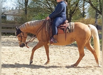Caballo cuarto de milla, Yegua, 14 años, 153 cm, Palomino