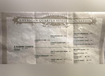 Caballo cuarto de milla, Yegua, 14 años, 155 cm, Castaño rojizo