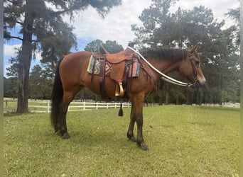 Caballo cuarto de milla, Yegua, 14 años, Castaño rojizo