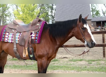 Caballo cuarto de milla, Yegua, 14 años, Castaño rojizo