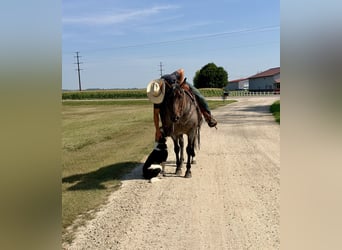Caballo cuarto de milla, Yegua, 14 años, Castaño-ruano