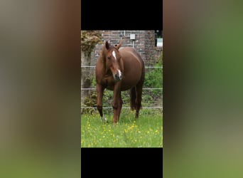 Caballo cuarto de milla, Yegua, 14 años