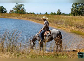 Caballo cuarto de milla, Yegua, 14 años, Ruano azulado