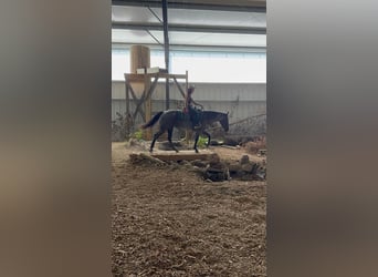 Caballo cuarto de milla, Yegua, 14 años, Ruano azulado