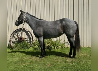 Caballo cuarto de milla, Yegua, 14 años, Ruano azulado